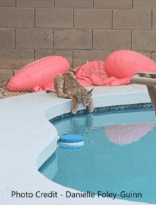 Keeping Pet Out of the Pool