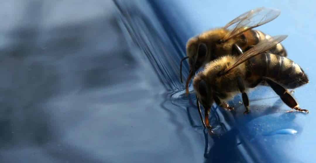Birds & the Bees – How To Keep Your Pool Free Of Pests This Summer
