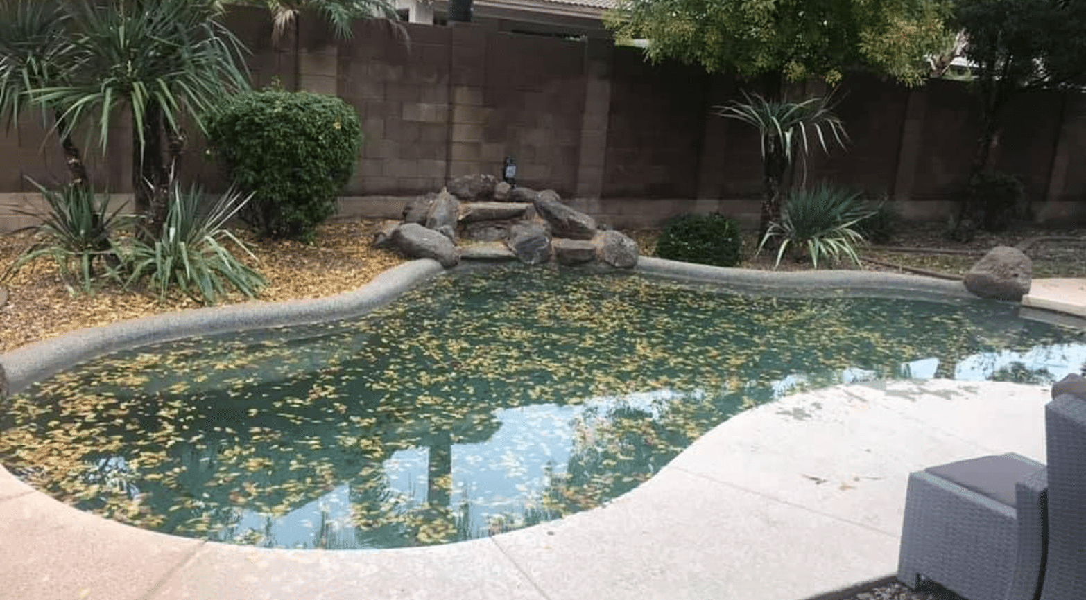 Uncovered Arizona pool filling with leaves and going green