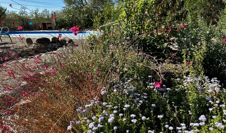 Pool Cover and Pollinator Garden Cooley